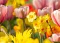 Tulpen und Osterglocken