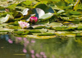 Seerosen water lilies Nymphea 005