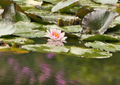 Seerosen water lilies Nymphea 006