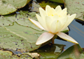 Seerosen water lilies Nymphea 009
