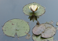 Seerosen water lilies Nymphea 010