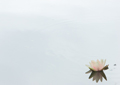 Seerosen water lilies Nymphea 012