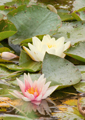 Seerosen water lilies Nymphea 014