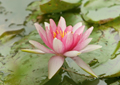Seerosen water lilies Nymphea 018