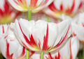 Tulpen Tulips 023