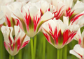 Tulpen Tulips 024