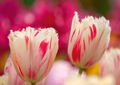 Tulpen Tulips 025