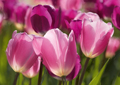 Tulpen Tulips 027