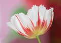 Tulpen Tulips 0322