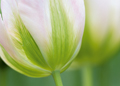 Tulpen Tulips 0250