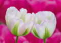 Tulpen Tulips 0252