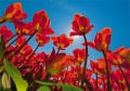 Tulpen Tulips 002