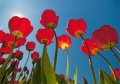 Tulpen Tulips 003
