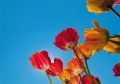 Tulpen Tulips 006