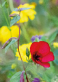 Blumenwiese