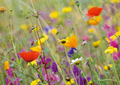 Blumenwiese