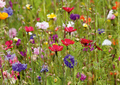 Blumenwiese