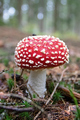 Fliegenpilz Fotomagnet