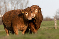 Limousin  Fotomagnet