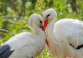 Störche · Storks