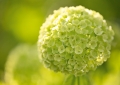Schneeball Hortensie