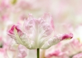 Tulpen Tulips