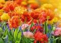 Tulpen Tulips