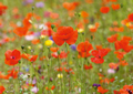 Blumenwiese