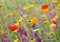 Blumenwiese