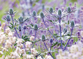 Diestel und Lavendel