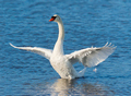 Höckerschwan Fotomagnet