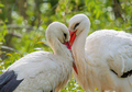 Storch Fotomagnet